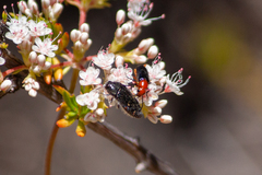 Acmaeodera angelica