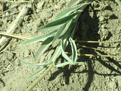 Penstemon laetus laetus