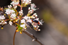 Acmaeodera angelica