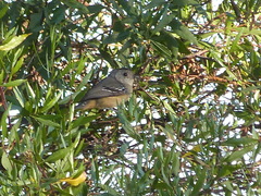 Thamnophilus caerulescens