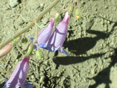 Penstemon laetus laetus