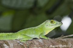 Anolis cuvieri
