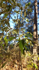 Litsea glaucescens