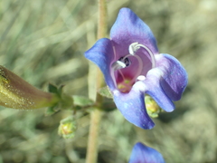 Penstemon laetus laetus
