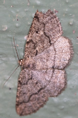 Pterospoda nigrescens