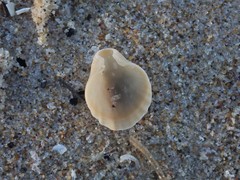 Magellania flavescens