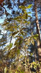 Litsea glaucescens