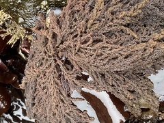 Callithamnion pikeanum