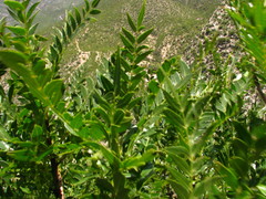 Pseudosmodingium andrieuxii