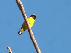 Euphonia chlorotica