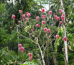Erythrina amazonica