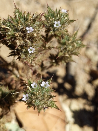 Image of Navarretia mellita by (c) Ken-ichi Ueda, some rights reserved (CC BY)