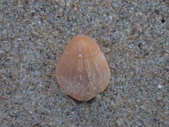 Magellania flavescens