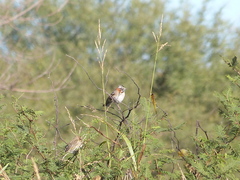 Zonotrichia capensis