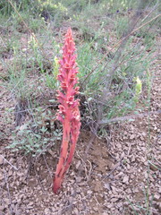 Orobanche rosea