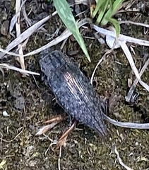 Dicerca tenebrica