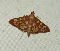 Prenesta fenestrinalis