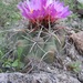 Thelocactus heterochromus - Photo (c) Mark Fishbein, some rights reserved (CC BY-NC), uploaded by Mark Fishbein