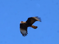 Caracara plancus