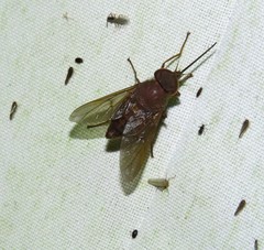 Fidena