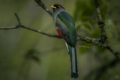 Priotelus roseigaster