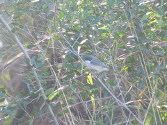 Microspingus melanoleucus