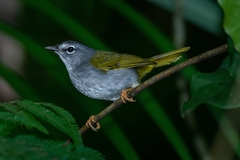 Myiothlypis leucoblephara