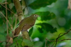 Schiffornis virescens