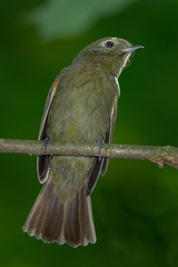 Schiffornis virescens