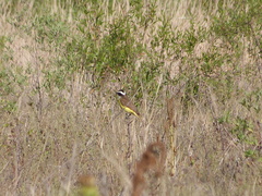 Pitangus sulphuratus