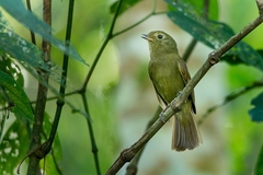 Schiffornis virescens