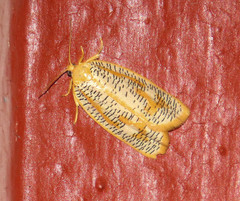 Templemania rhythmogramma