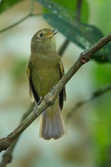 Schiffornis virescens