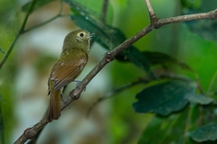 Schiffornis virescens