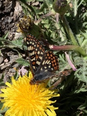 Euphydryas anicia alena