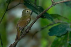 Schiffornis virescens