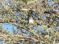 Serpophaga griseicapilla