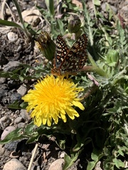 Euphydryas anicia alena