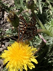 Euphydryas anicia alena