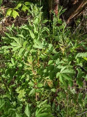 Filipendula ulmaria