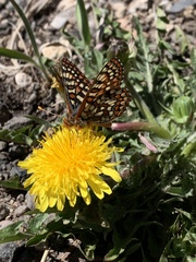 Euphydryas anicia alena