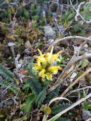 Pedicularis labradorica