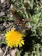 Euphydryas anicia alena