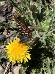 Euphydryas anicia alena