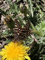 Euphydryas anicia alena