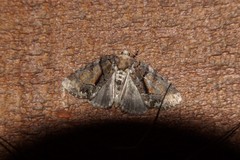 Chytonix