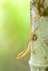 Anolis pulchellus