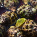 Mulberry Whelk - Photo (c) John Turnbull, some rights reserved (CC BY-NC-SA)