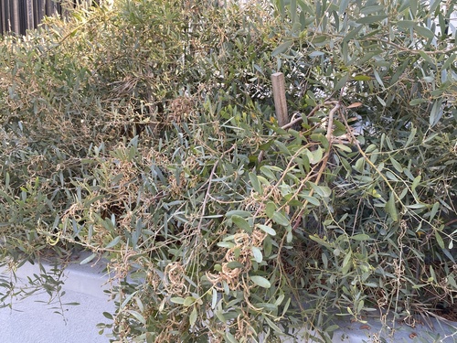 photo of Vanilla-scented Wattle (Acacia redolens)