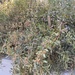 photo of Vanilla-scented Wattle (Acacia redolens)